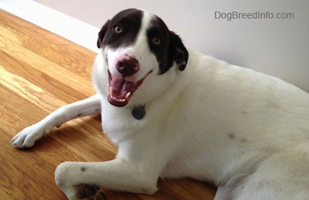 Close Up - The left side of a white with brown Dog with its mouth open and it is laying on hardwood floor against a wall