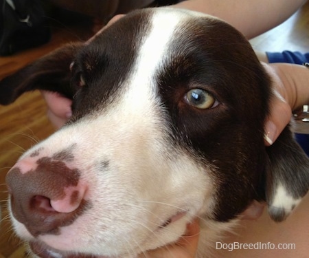 Close Up - A white with brown the Dogs face. A person has there hands on the back of the head of the dog.