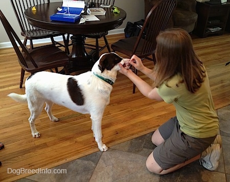 The right side of a white with brown dog that is having its gums swabbed by a person in a green shirt.