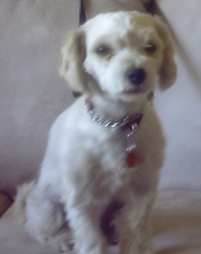 A white with grey Papitese puppy is sitting on a dog bed and it is looking forward.