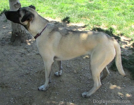 The left side of a tan with black Patterdale Shepherd dog standing in dirt under the shade of a tree.