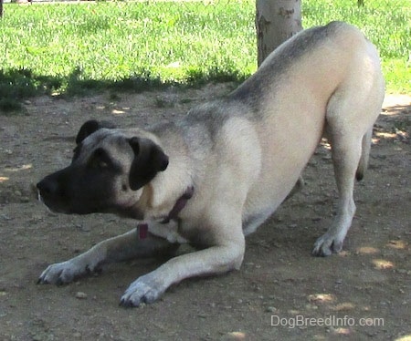 Side view - A tan with black Patterdale Shepherd dog play bowing under the shade of a tree.