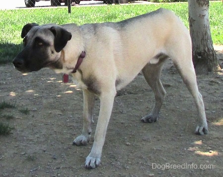 Side view - A tan with black Patterdale Shepherd is standing under the shade of a tree and it is looking to the left. It is focused and its head is level with its body.