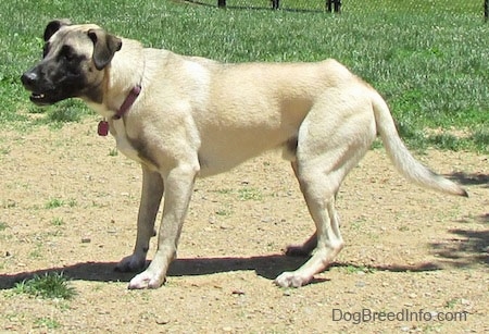 Left Profile - A tan with black Patterdale Shepherd is standing in dirt in front of a field of grass looking to the left. Its mouth is slightly open and it is focused on something.