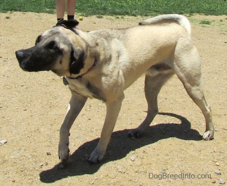 Front side view action shot - A tan with black Patterdale Shepherd dog is walking across dirt and it is shaking its head. There is a person standing behind it.