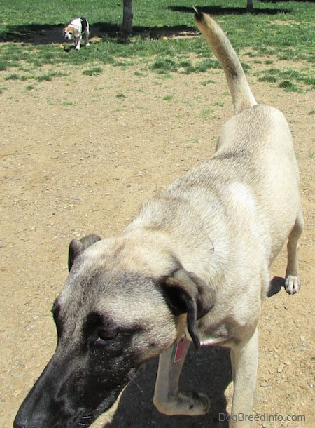 Close up front side view - A tan with black Patterdale Shepherd dog is standing in dirt and behind it is a beagle with its head down walking across the grass.