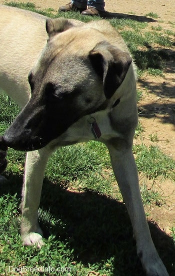 Close Up front side view - the upper half of a Patterdale Shepherd dog that is standing in grass and looking to the left.