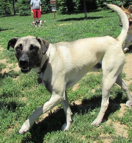 Side view - A Patterdale Shepherd dog is trotting across grass and it is looking forward. Its mouth is slightly open and its tail is up. There is a person in the background in red shorts standing in front of a Beagle dog.