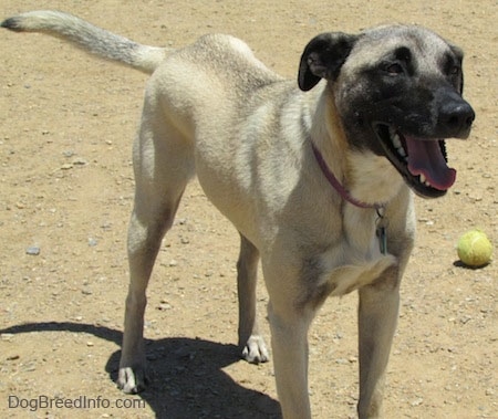 Close up front side view - A tan with black Patterdale Shepherd dog is standing on dirt looking to the right. There is a tennis ball to the right of it.