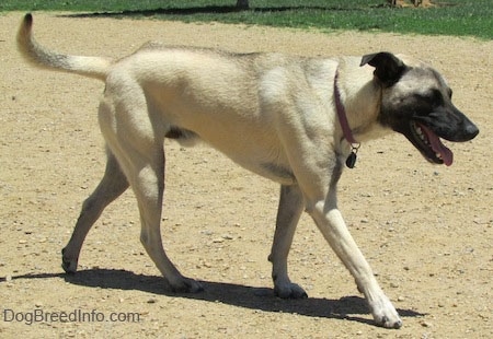 Side view - A tan with black Patterdale Shepherd dog is walking across dirt and its mouth is open and tongue is out. Its head is level with its body.