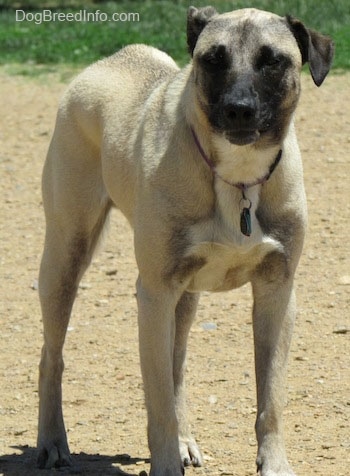 Close up front side view - A tan with black Patterdale Shepherd dog is standing in dirt looking forward. One of its ears is flopped back.