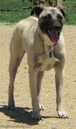 Close up front side view - A tan with black Patterdale Shepherd is standing in dirt looking forward. Its mouth is open and its tongue is out. There is a wooden table behind it in the grass.