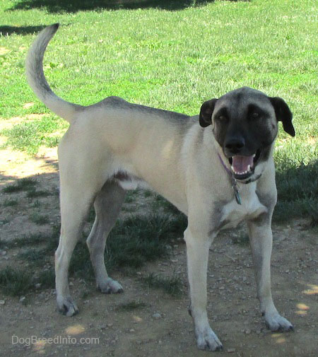 Side view - A tan with black Patterdale Shepherd dog is standing under the shade of a tree in dirt in front of a field of grass. The dog is looking towards the camera, its mouth is open and tail is up.