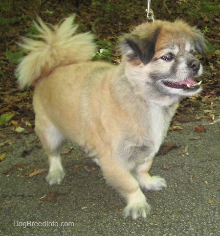 Front side view - A tan with white, grey and black Peek-A-Pom is standing on a black top surface and it is looking to the right.