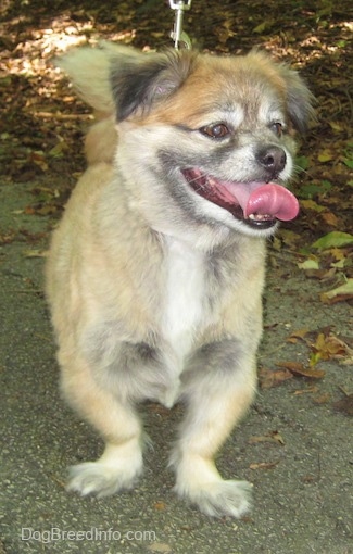Front side view  - A shaved tan with white, grey and black Peek-A-Pom dog is standing on a black top surface looking to the right.