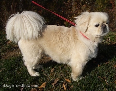 The right side of a tan with white Pekingese dog is standing outside in grass and it is looking to the right.