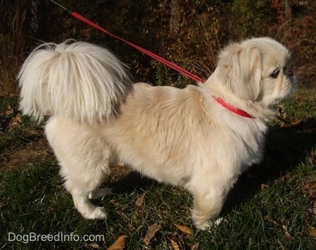 Right Profile - A tan with white Pekingese dog is on a red leash wearing a red collar standing outside in grass.