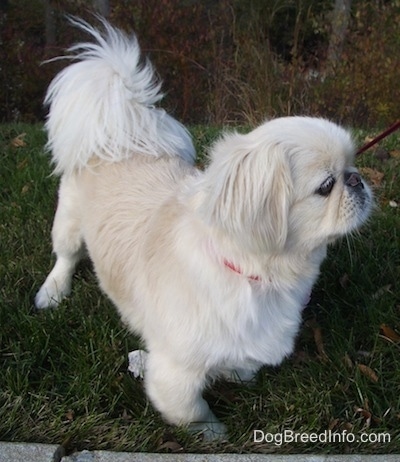 A tan with white Pekingese dog is walking to the right.