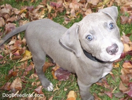 Blue Eyed Dog Breeds