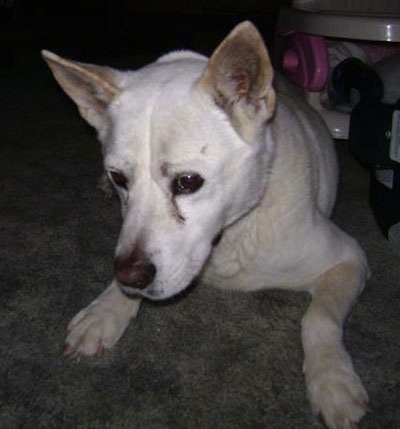Front view - A perk-eared, shhort-haired, thick-coated, white with tan Pitsky is laying on a carpet looking down.