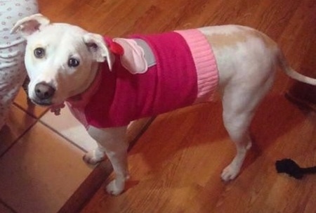 A rose-eared, short-haired, tan with white Pitsky standing on a hard wood floor looking up. The dog is wearing a pink shirt with a cupcake on the back. It has two different colored eyes one brown and one blue.
