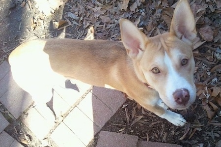 View from the top looking down at the dog - A short-haired, perk-eared, golden-eyed, tan with white Pitsky is standing outside with its front legs on fallen brown leaves and dirt and its back legs on a brick walkway.