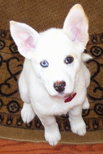 Front view from the top looking down at the dog - A perk-eared, short haired, double coated, white with tan Pitsky dog sitting on a brown rug looking up. It has two different collared eyes, one blue and one brown.