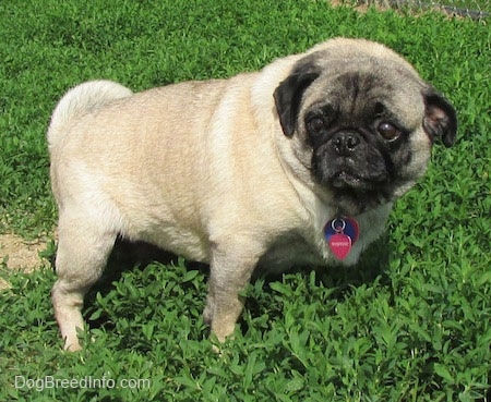 An overweight tan with black wrinkly faced Pug is sitting in grass and it is looking forward. Its tail is curled up over its back.