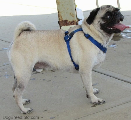 The right side of a tan with black Pug standing on a concrete patio. It is looking up and to the right. Its mouth is open and its tongue is out and its tail is curled up over its back.