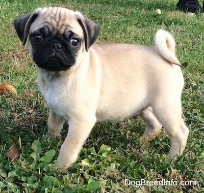 Close up - The left side of a tan with black Pug that is standing in grass and it is looking forward. Its tail is curled up over its back