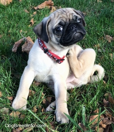 A tan with black Pug is sitting in grass and it is scratching the right side of its neck with its hind leg. It is looking forward. It has a little round head with wrinkles on it.