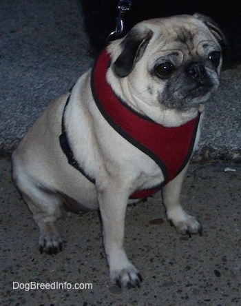Right Profile - A tan with black wrinkly faced Pug is sitting outside on the ground looking to the right. It is wearing a red vest.