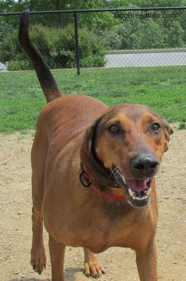 Front view - A Redbone Coonhound is walking down a dirt surface, it is looking forward, its mouth is open and it looks like it is smiling.