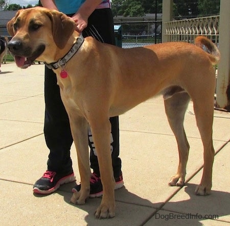 The left side of a tall, large breed red Rhodesian Labrador dog standing on a concrete surface looking to the left. It is panting and there is a person behind it holding its leash. The dog's tail is curled.