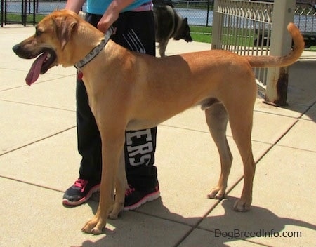 Left Profile - A tall, large breed, red Rhodesian Labrador is standing on a concrete surface and it is looking to the left. There is a person in a blue shirt holding the dogs collar. The dog's long tongue is hanging out the side of its mouth.