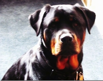 Close up head shot - A black and tan Rottweiler dog is sitting down looking forward.