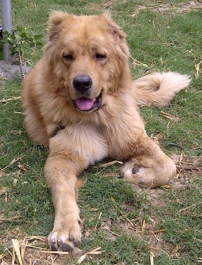 Michael the Caucasian Shepherd Dog is laying outside with its mouth open