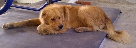 Michael the Caucasian Shepherd Dog is laying on a blue mat in front of a table