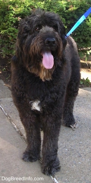Front view - A thick, wavy coated black with white Saint Berdoodle dog standing on a concrete surface, it is looking up and to the right. Its mouth is open and tongue is hanging out.