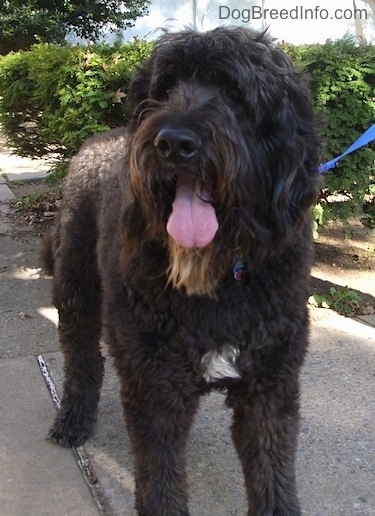 Front view - A wavy coated, black with white Saint Berdoodle is standing on a concrete surface, it is looking up, to the left and it is panting. It has longer hair on its head.