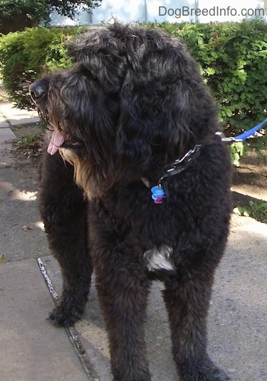 Front view - A thick wavy coated, black with white Saint Berdoodle is standing on a concrete surface, its head is turned to the right, its mouth is open and its tongue is out.