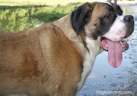 The right side of a short haired, brown with white and black Saint Bernard dog that is standing in mucky water looking forward. Its huge long tongue is hanging out the right side of its mouth.