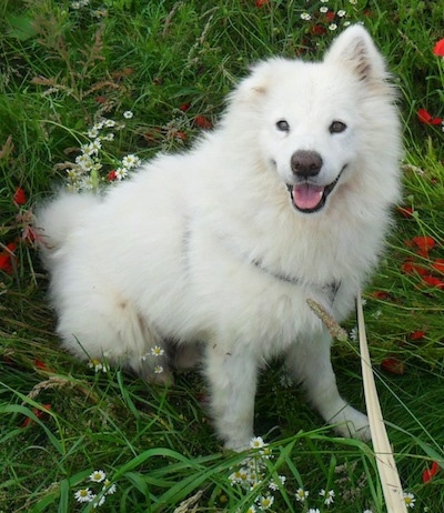 A white Samoyed is sitting in flattened grass, it is looking up, its mouth is open and it looks like it is smiling. One of its ears is up and the other is folded over to the front.