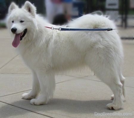 The left side of a white Samoyed dog that is standing across a concrete surface. Its mouth is open and its tongue is hanging out.