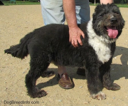 The right side of a black with white Schapendoes dog that is standing across a dirt surface. It is looking forward, its mouth is open and its tongue is out. There is a person touching its side.