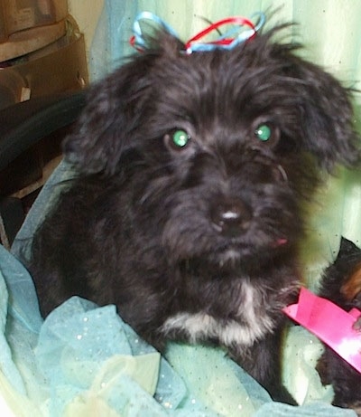 Close up - A black with white Scorkie puppy is standing on frilly lace fabric and it is looking forward. It has a blue, red and white ribbon on its head.