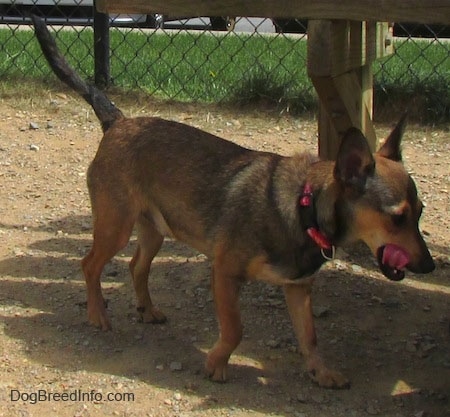 A brown with tan and white Sheltie Pin dog is walking across a dirt surface and there is a wooden bench behind it. The dog has perk ears and is licking its mouth with its tongue.