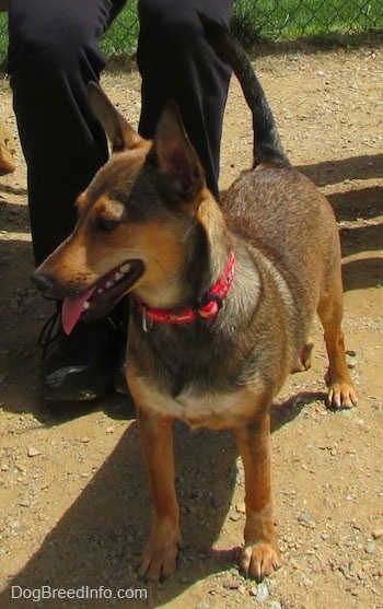 Front size view - A brown with tan and white Sheltie Pin dog with big perk ears is standing in dirt looking to the left. Its mouth is open and tongue is sticking out. There is a person sitting behind the dog. Its wearing a red collar.