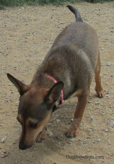 A brown with tan and white Sheltie Pin dog is standing on a dirt surface and it is sniffing the dirt in front of it.