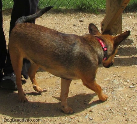 The right side of a brown with tan and white Sheltie Pin that is walking across a dirt surface. The dog is looking down at the dirt and there is a person sitting behind it. Its perk ears are slightly out to the sides and its tail is level with its body.